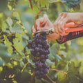 Smarter Harvest Decisions – Discover the Power of GPS with the Wine Meister App