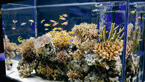 Determination of salinity in your reef tank with SmartRef Digital Refractometer