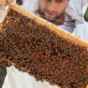 SmartRef Digital Refractometer for Beekeeping Water in Honey