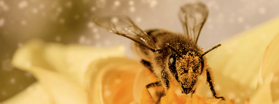 Beekeeping Honey Bee