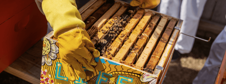 Beekeeping Honey Harvest