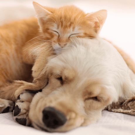 SmartRef Digital Refractometer for Urine Specific Gravity Cat and Dog Health