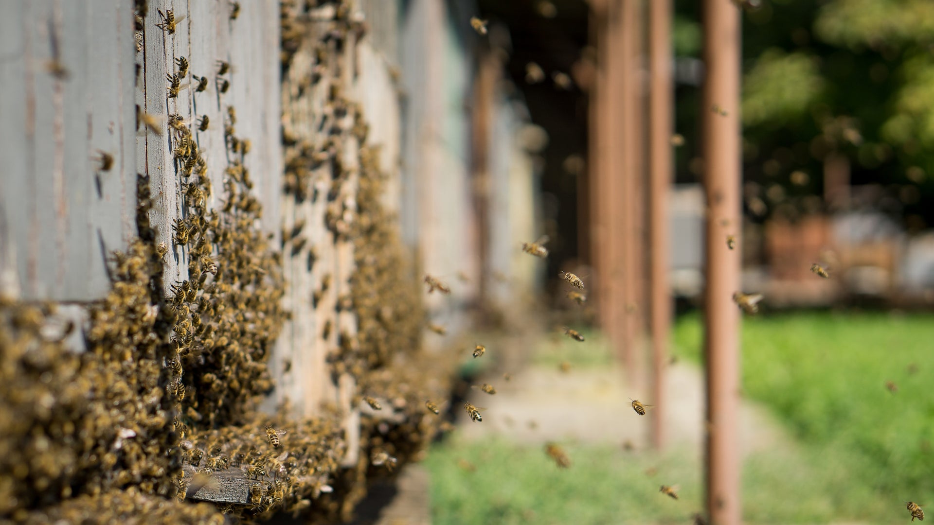 Bees swarming on a wooden beehive with a blurred background