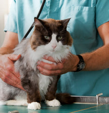 Cat being held by a vveterinarian, with a clinical background.