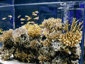 Determination of salinity in your reef tank with SmartRef Digital Refractometer